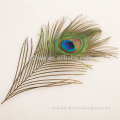 wholesale cheap peacock feather ,wholesale natural peacock feather                        
                                                Quality Choice